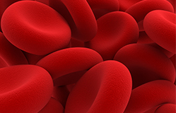 stvaranje-i-pravilno-funkcioniranje-crvenih-krvnih-celija-eritrocita
